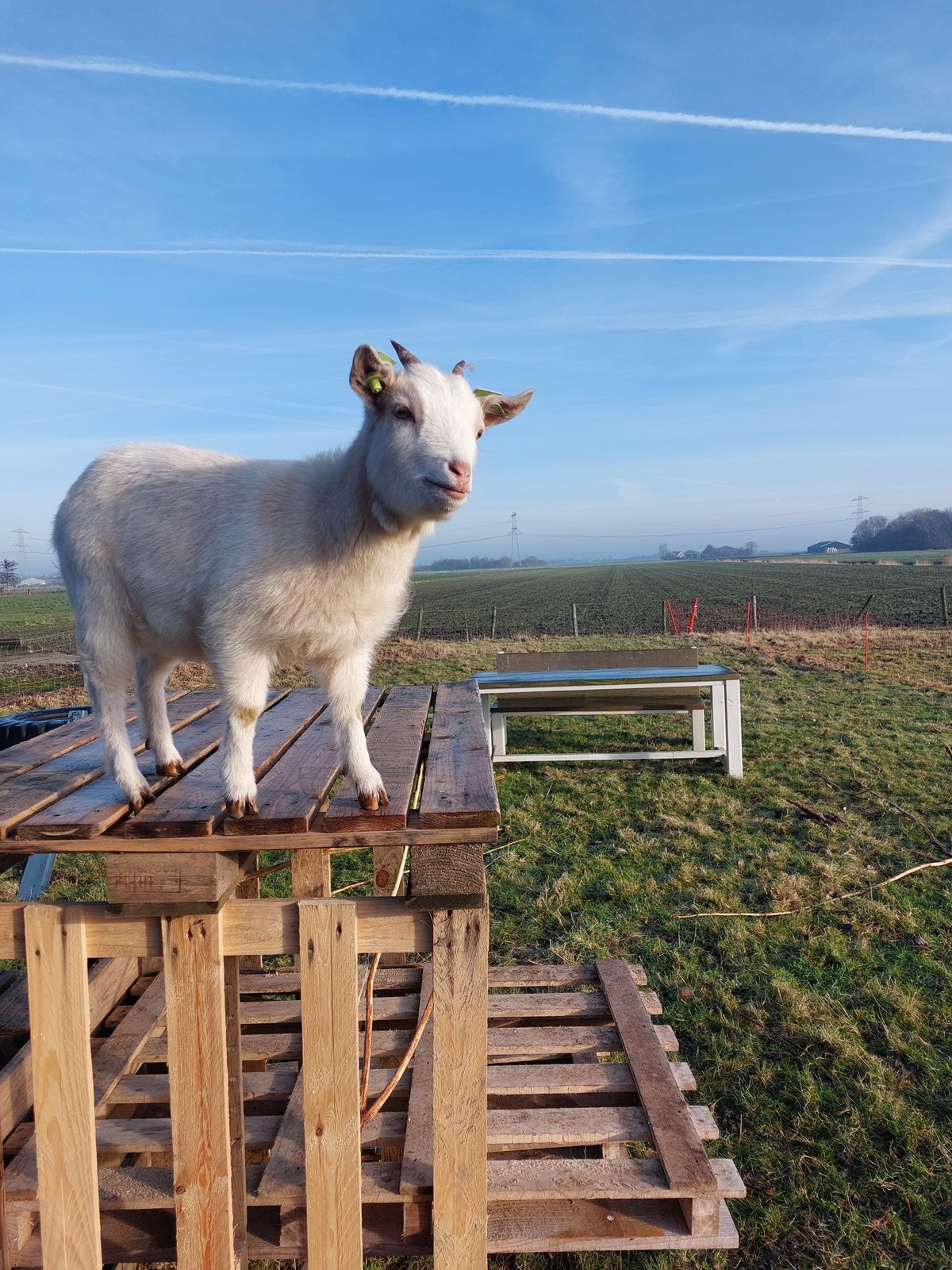 Een van de eigen geitjes van De Zorgschuur in de buitenlucht