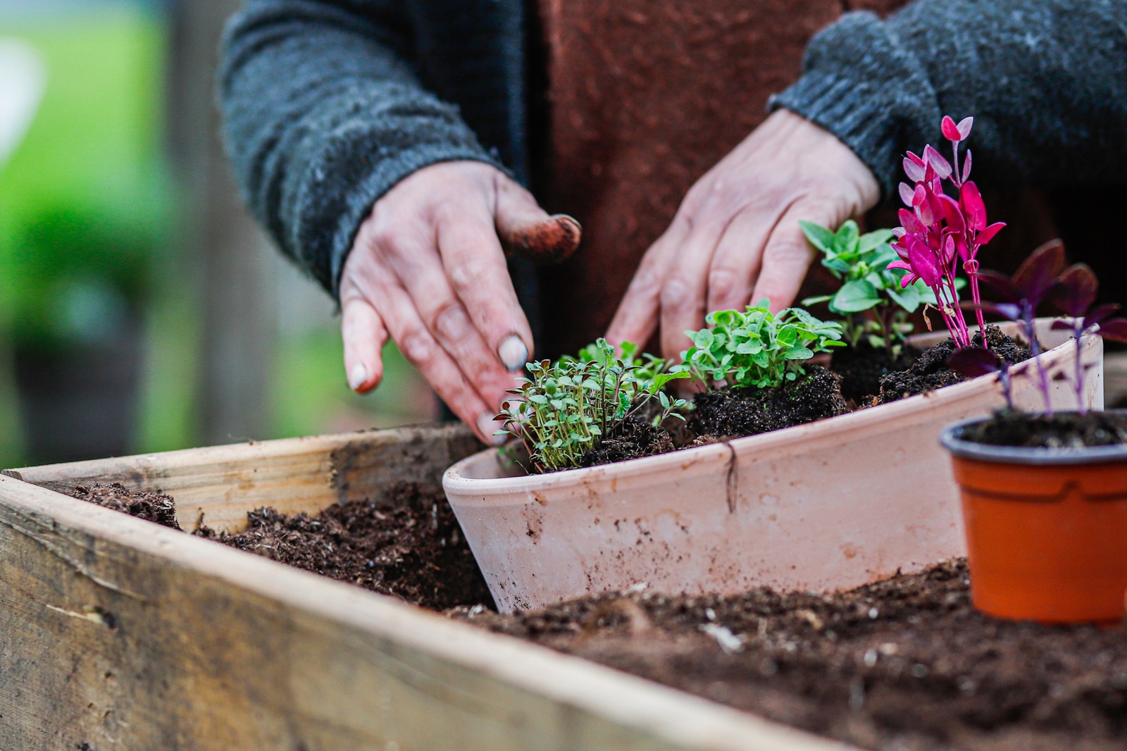 Met aandacht planten verzorgen bij De Zorgschuur