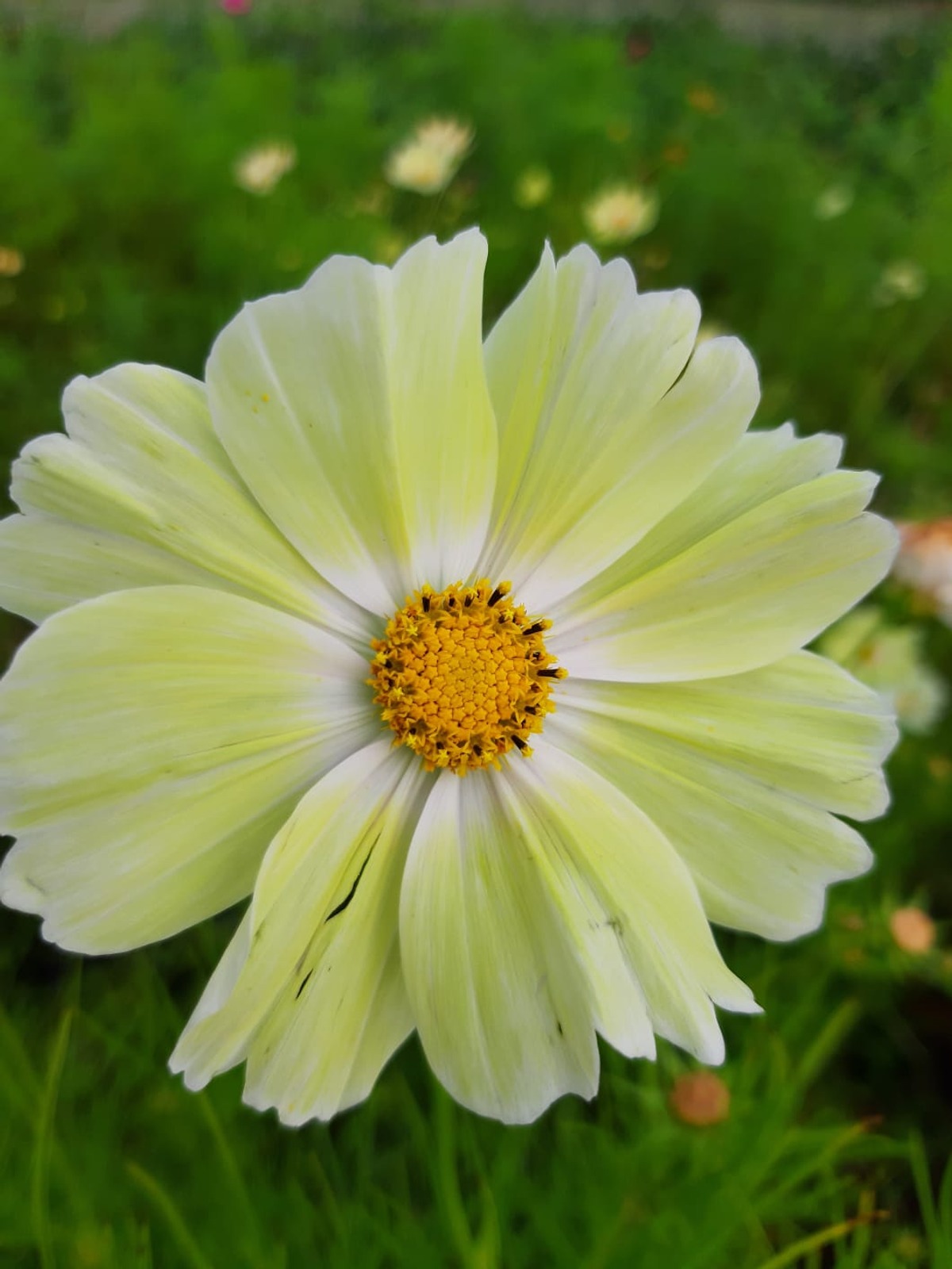 Een bloem in het groen